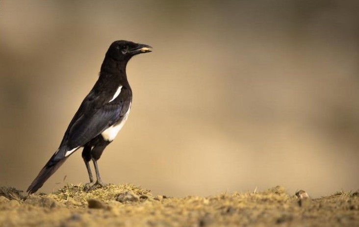 بالصور.. طائر يعيش بالسعودية فقط.. فهل يستطيع هذا المصوّر إنقاذه؟