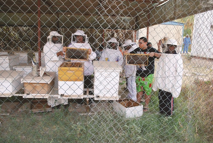 تربية النحل وإنتاج العسل في الكويت يتطوران بصورة مستمرة
