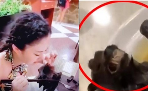 بالفيديو.. حساء الخفافيش الذي تلتهمة الفتاة هل سيكون السبب في انتشار كورونا