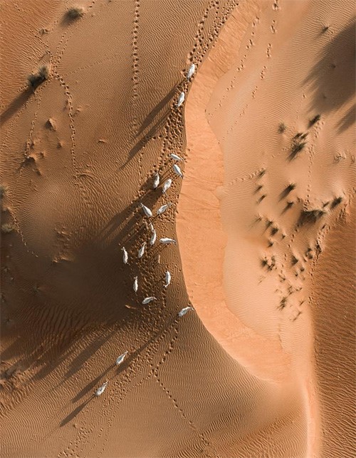 صور ملفتة لشوارع تغطيها رمال الصحراء في الإمارات.. ما سرها؟
