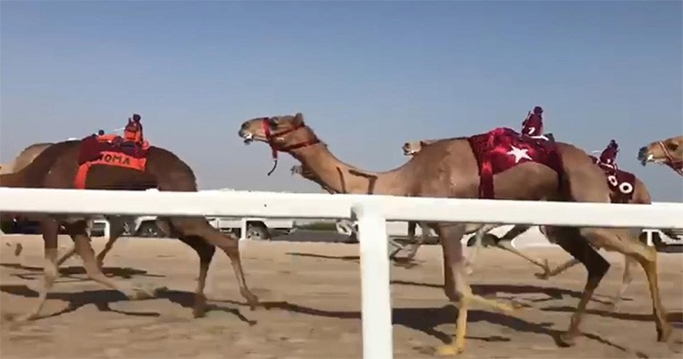 بالفيديو.. سباقات الهجن بقطر موروث ثقافي ومورد اقتصادي