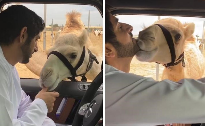 شاهد كيف تجاوبت الإبل مع ولي عهد دبي بعد مناداتها بأسمائها