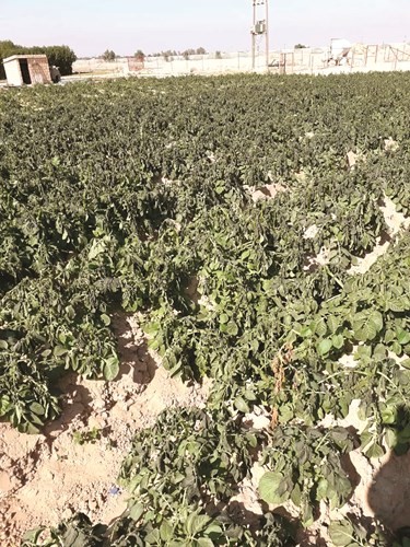 جانب من المحاصيل المتضررة في العبدلي والوفرة