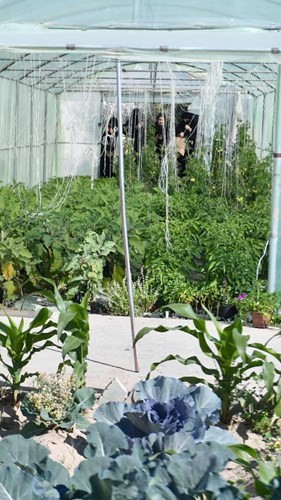 عينات من النباتات الزراعية في البيئة المحلية