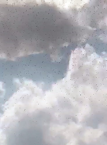 لقطة من ڤيديو انتشر لأسراب الجراد بمنطقة العبدلي