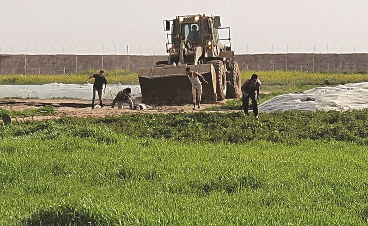 فلسطينيون يحاولون سحب جثة الشهيد قبل أن تسحلها الجرافة الاسرائيلية	(أ.ف.پ)