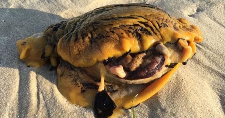 صورة: العثور على مخلوق غريب في أستراليا
