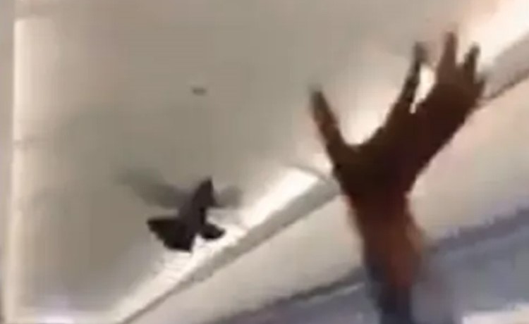 بالفيديو.. تأخر إقلاع طائرة وارتباك بين المسافرين بسبب حمامتين!