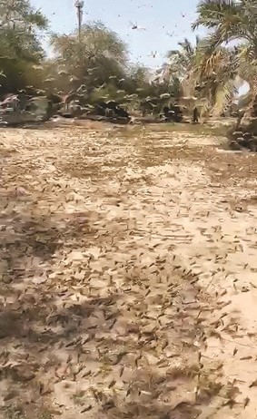 بالفيديو.. الكندري: لـ«الأنباء»: لا خوف من مظاهر انتشار الجراد  فوق المناطق السكنية.. أسراب تعبر الكويت لدول الاستيطان