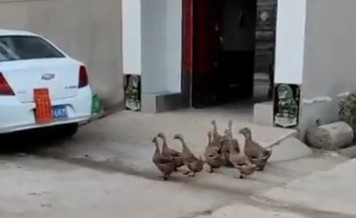 فيديو الصداقة الحقيقية.. شاهد "بط" يتوجه لمنزل الجيران فينتظر أصدقاءه للذهاب معاً إلى النهر