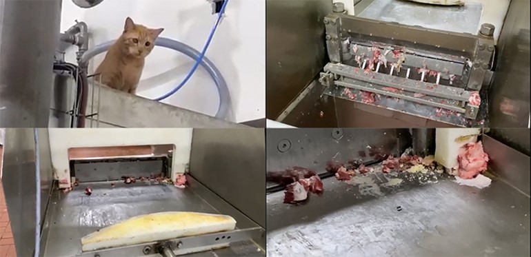 لقطات لكميات الأوساخ في المصنع والحشرات والقطط