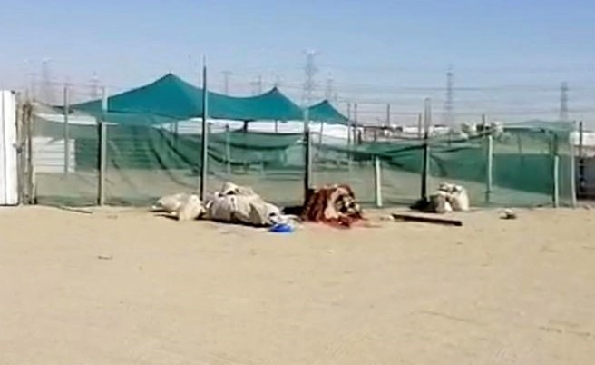 جانب من مزادات الأغنام المخالفة في البر