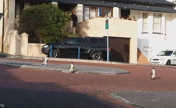 بالفيديو.. تجول البطاريق في شوارع كيب تاون بجنوب افريقيا بسبب الحظر