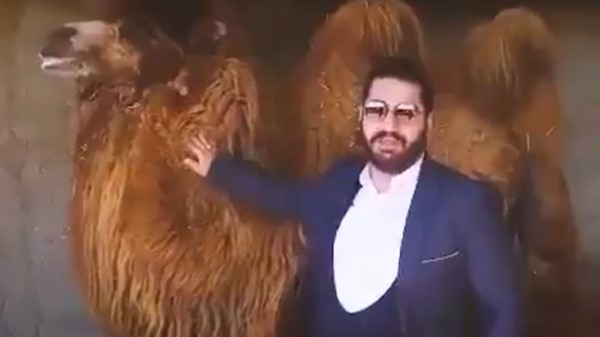 فيديو لمسؤول إيراني يشرب بول الإبل لمعالجة كورونا.. وصحفية إيرانية ترد عليه