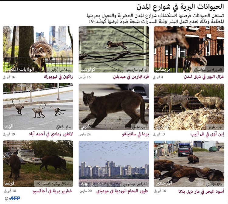في انتشار الجوائح وتكاثرها.. فتش عن الإنسان وإخلاله بالتنوع الحيوي