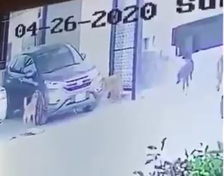 كاميرا منزل تكشف حادثة شديدة الغرابة: الجاني في إتلاف مركبة مواطن.. كلاب مفترسة!