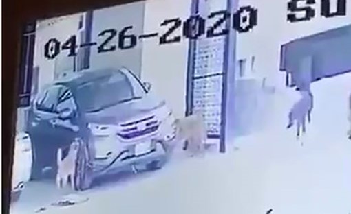الكاميرا سجلت جريمة الكلاب