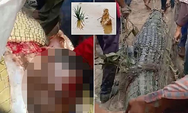 بالفيديو.. لحظة الإمساك بتمساح ضخم في إندونيسيا بعد التهامه لأحد الأشخاص