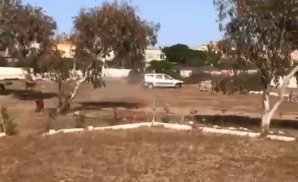 بالفيديو.. دهس قطيع أغنام يغضب المغاربة وتوقيف مواطن فرنسي