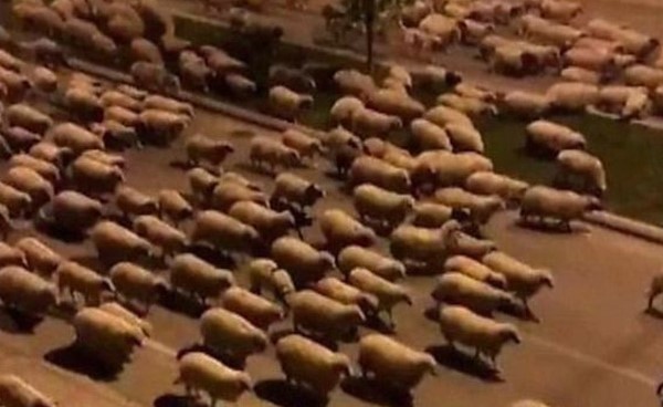 بالفيديو.. مئات الخراف تغزو مدينة تركية مستغلة حظر التجول