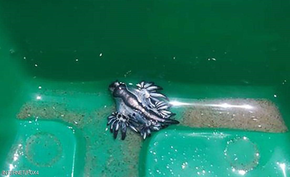 بالصدفة.. طفل يعثر على 4 تنانين زرقاء نادرة