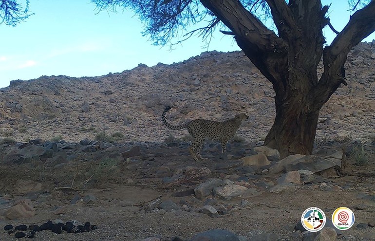 رصد الفهد الصحراوي بالجزائر لأول مرة منذ نحو 15 عاماً