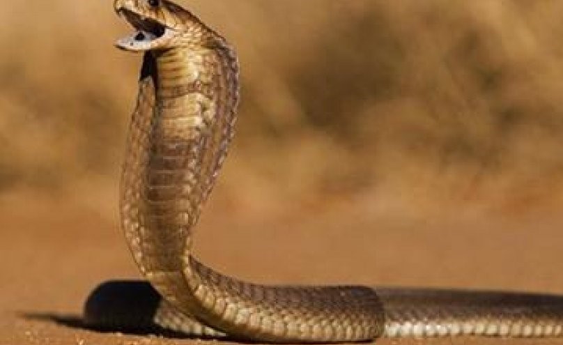 بالفيديو.. كوبرا تخرج من مكيف في مخبز وترعب الزائرين