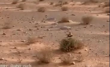بالفيديو .. طائر ينقذ فراخه من ثعبان ام جنيب حاول إلتهامهم