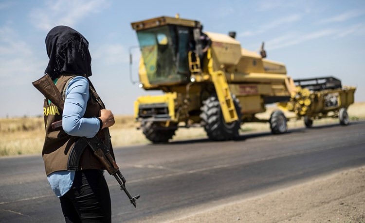 مقاتلة كردية تحرس حقول القمح وتراقب حصاده	(ا.ف.پ)