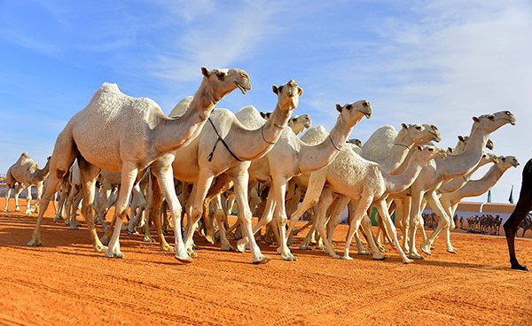 بالفيديو.. أكبر مستشفى لعلاج الإبل في العالم يستعد لافتتاح أبوابه في السعودية