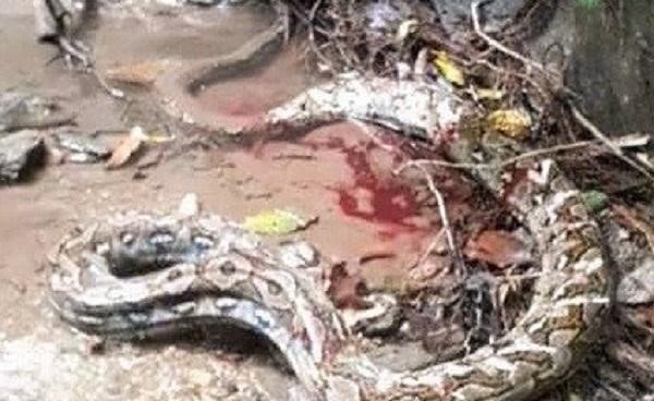 بالصور.. ثعبان ضخم يلتف على رقبة شاب ويخنقه حتى الموت أمام أصدقائه