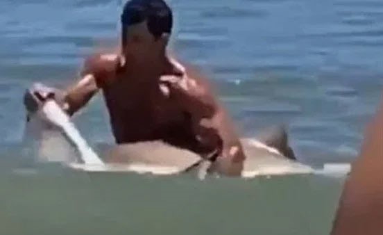 بالفيديو.. رجل يمسك بفكي سمكة قرش عملاقة في المحيط