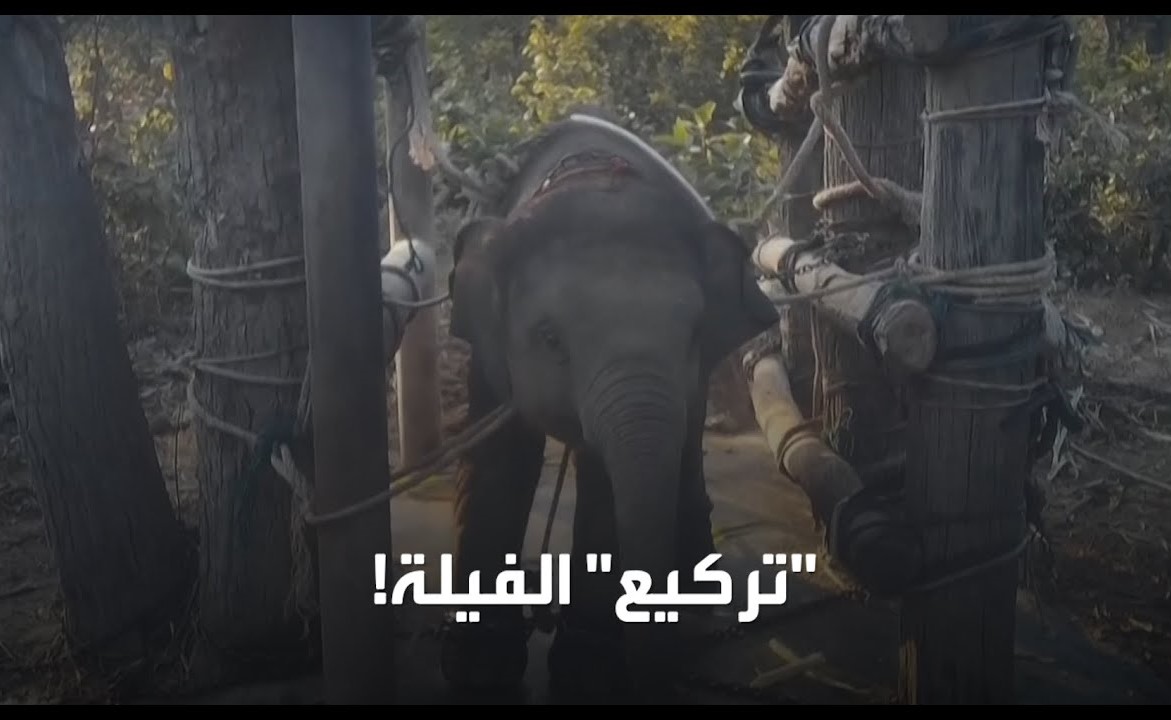 بالفيديو.. لإرغامهم على تنفيذ الاوامر.. مشاهد عنيفة لتعذيب الفيلة بدعوى الترويض
