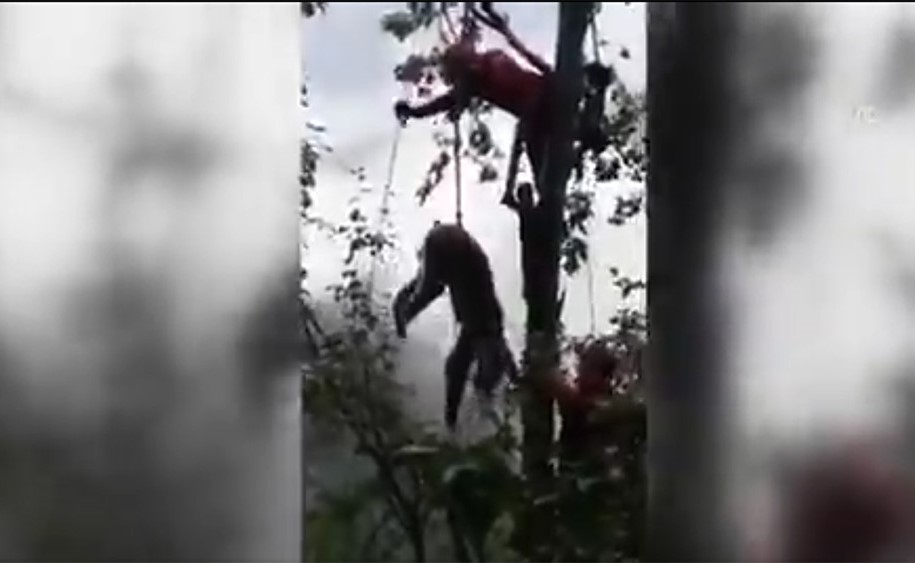 بالفيديو.. فريق تركي ينقذ دبا صغيرا عالقا على الشجرة