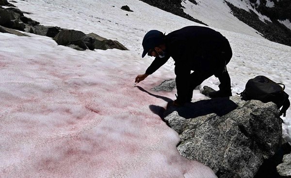 بالفيديو.. "الثلج الجليدي الزهري" ظاهرة غامضة تظهر في جبال الألب الإيطالية ... والعلماء يحققون
