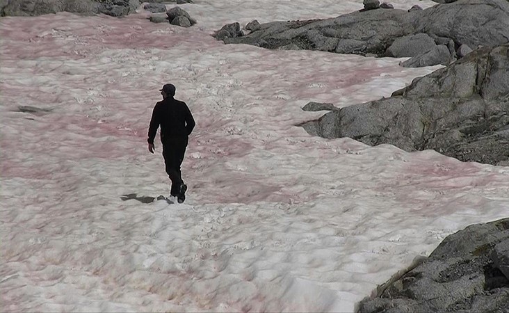 بالفيديو.. علماء يحققون في أسباب ظهور جليد زهري على جبال الألب الإيطالية