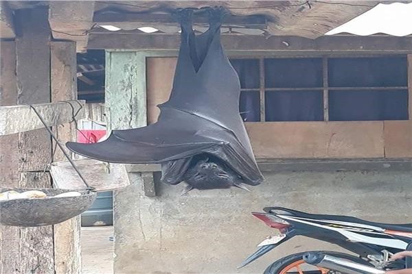 صور.. بالحجم البشري.. خفاش عملاق في الفلبين يثير الجدل على مواقع التواصل