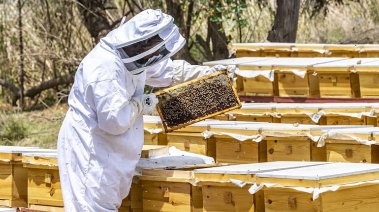 هذه إحدى أهم وجهات السعودية.. مدينة الـ 800 طن من العسل