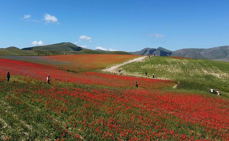 بالفيديو.. لوحة من الألوان الزاهية مع تفتّح أزهار قرية كاستيلوتشيو الإيطالية