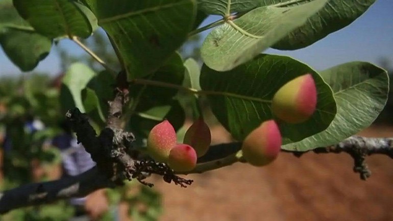 بالفيديو.. مزارعو حماة يستعدون لقطف الفستق الحلبي بعد توقف لسنوات جراء المعارك