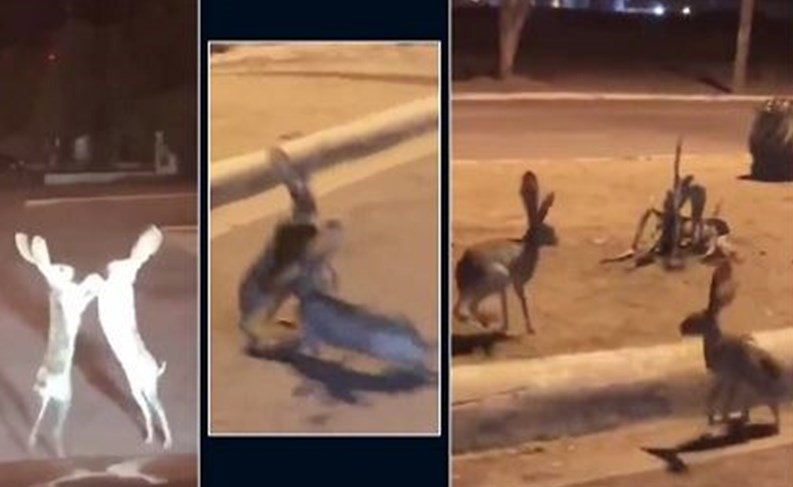 بالفيديو.. مباراة حقيقية في الملاكمة بين الأرانب وسط الطريق