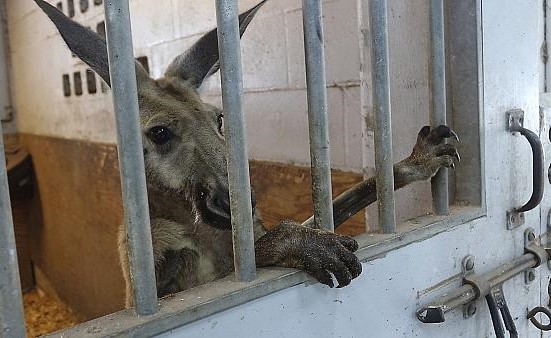بالفيديو.. إلقاء القبض على كنغر كان حرا طليقا في أحياء فلوريدا