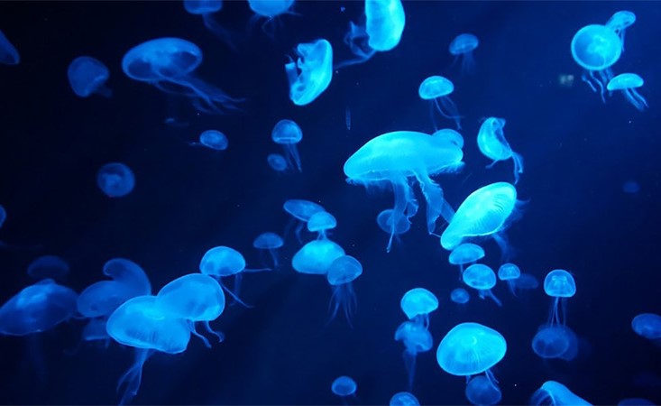 بالفيديو.. شاهد حوض سمك بانورامي مخصص لقناديل البحر في اليابان