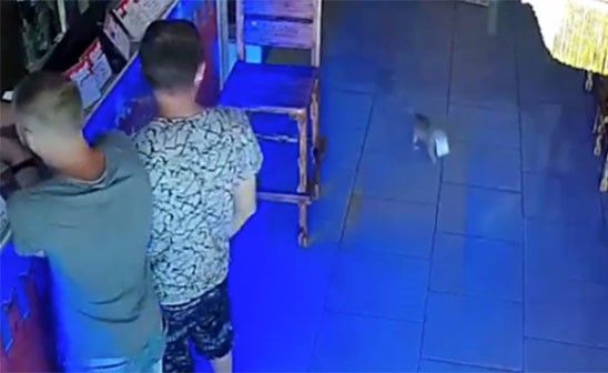 بالفيديو..  "اللص الظريف".. قط يحاول سرقة رزمة نقود من إحدى الحانات