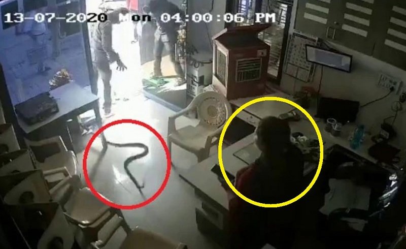 بالفيديو.. شاهد أغرب تصرُّف لامرأة بعدما أطلق رجل ثعابين سامة في مكتبها