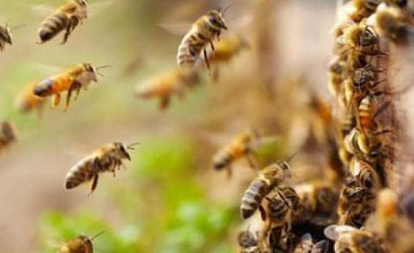 بالفيديو،،أسراب كثيفة من النحل تغزو شوارع إحدى المقاطعات في تركيا