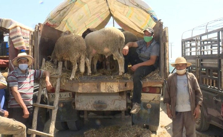 بالفيديو.. عيد الأضحى يبعث آمالا بالتعويض عن تداعيات أزمة كوفيد-19 في البوادي المغربية