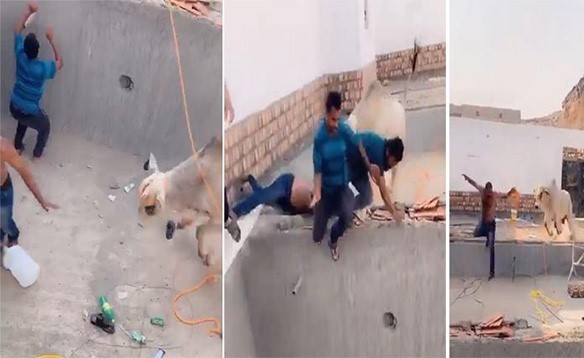 بالفيديو.. ثور هائج ينتقم من جزاره وينطحه بقوة ويسقطه داخل مسبح تحت الإنشاء