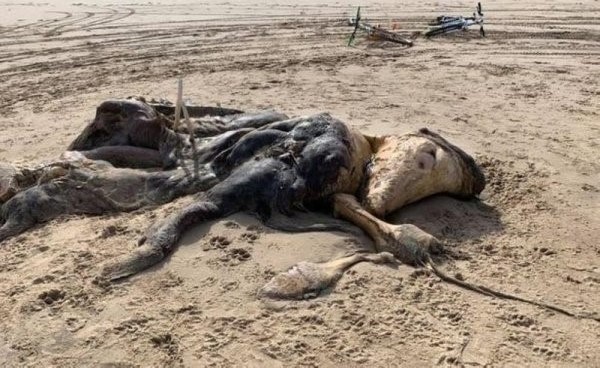 العثور على مخلوق غريب بطول 15 قدمًا في بريطانيا