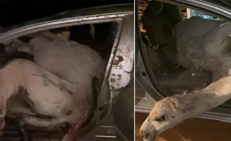 بالفيديو.. سائق يصطدم بقطيع من الإبل السائبة وجمل يقفز داخل السيارة بطريقة غريبة!